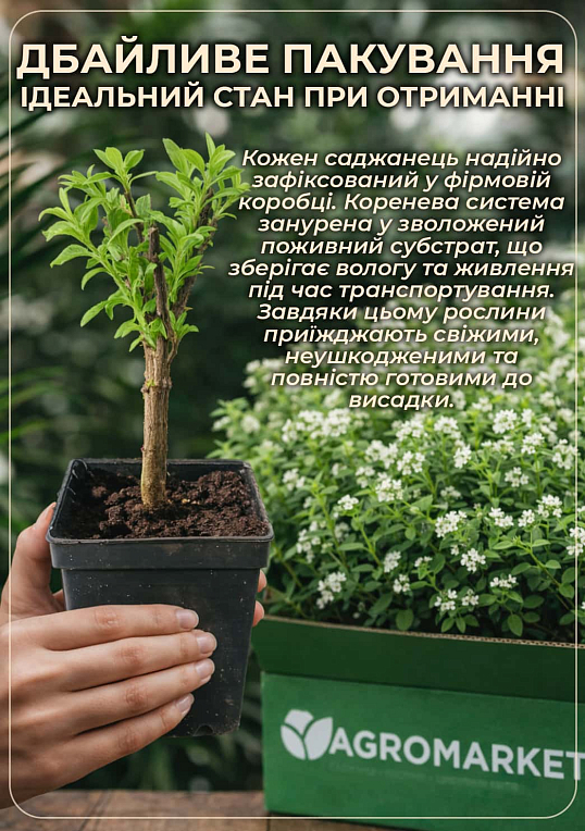Солодка трава ацтеків «Lippia dulcus» (підсолоджувач, лікарська рослина) - фото 5