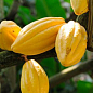 Какао или Шоколадное дерево 