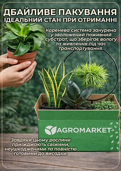 LMTD Лагерстремия 2-х летняя "Berry Dazzle" (высота 20-40 см)30