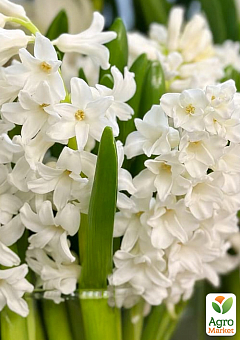 Гиацинт "White Pearl" 1