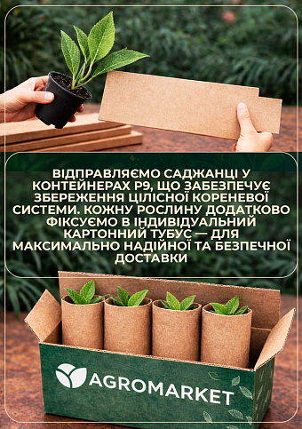 Эксклюзив! Гортензия крупнолистная насыщенно-синяя "Космическое притяжение" (Cosmic attraction) (премиальный, болезнеустойчивый, морозостойкий сорт) - фото 3