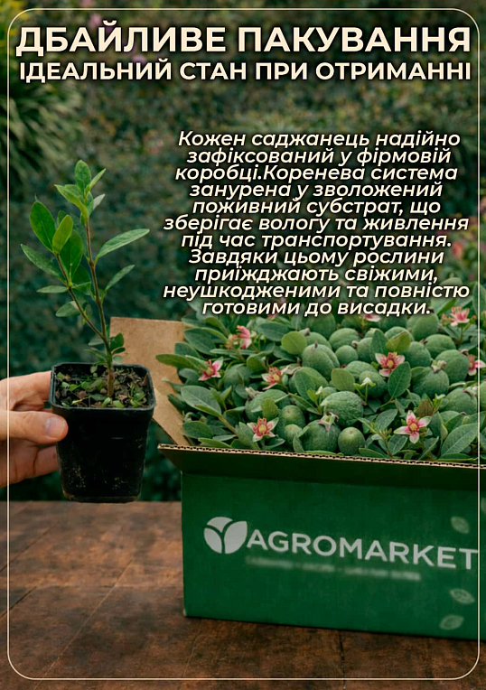 Фейхоа зелена "Селлова" (Sellowiana) - фото 8