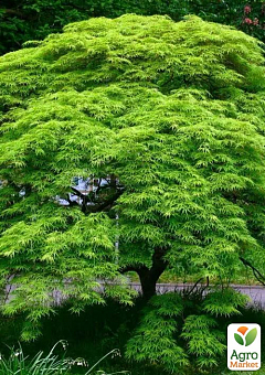 Клен японський плакучий пальмолистний "Emerald Lace" (Acer palmatum Emerald Lace)1