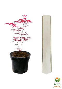 Клен 3-х річний віяловий пальмолістний "Атропурпуреум" (Acer palmatum 'Atropurpureum ") С2 висота 40-70см1