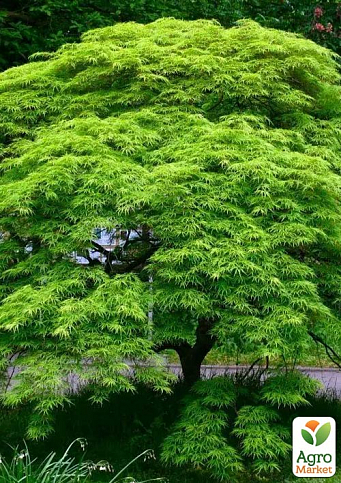 Клен японський плакучий пальмолистний "Emerald Lace" (Acer palmatum Emerald Lace)