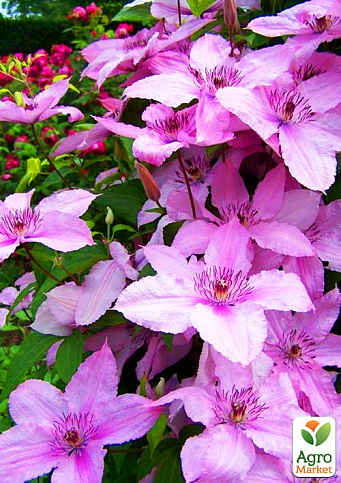 Клематис "Hagley Hybrid"