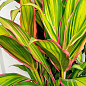 LMTD Кордилина "Lime" (высота 35-45см)