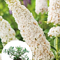 LMTD Буддлея Давида "Royal White" висота 35-50см