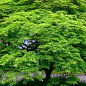 Клен японский плакучий пальмолистный "Emerald Lace"(Acer palmatum Emerald Lace)