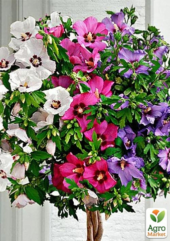 Гібіскус сирійський "Tricolor" 2х річний висота 70-90 см