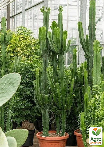 Еуфорбія Трігона "Green" (висота 80-100см) - фото 7