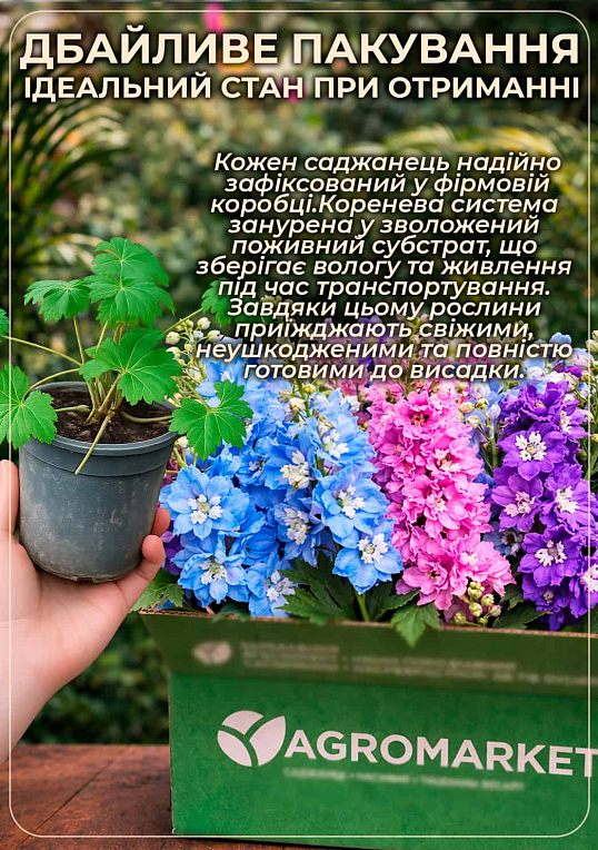 Дельфініум махровий «Lavender White Bee» - фото 4