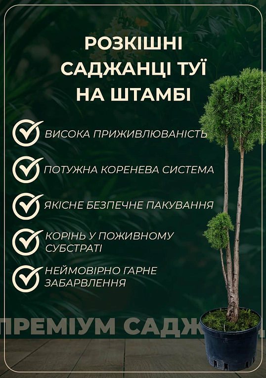 Туя складчатая на штамбе «Whipcordt» С-5, высота 60-80см