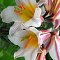 Лилия Трубчатая "Regale" 