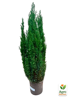 Кипарисовик "Ellwoodii" (Pyramide)  высота 120-140см9
