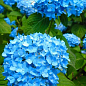 Эксклюзив! Гортензия крупнолистная нежно-голубого цвета "Голубая лагуна" (Blue Lagoon) (премиальный, зимостойкий, высокоурожайный сорт) цена