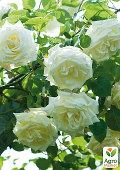 Роза плетистая "Lemon Pillar"2
