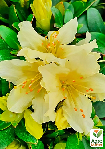 LMTD Рододендрон квітучий 2-х річний "Golden Wonder" (висота 20см) - фото 3