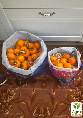 Хурма на віргінській морозостійкій підщепі  "Зенджи мару" (Шоколадниця) вищий сорт! - фото 7