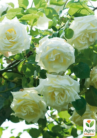 Троянда плетиста "Lemon Pillar"