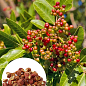 Сычуаньский перец "Zanthoxylum" (перечное дерево) высота 10см