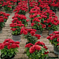 Хризантема  "Passionnement Rouge" (низкорослая крупноцветковая) цена