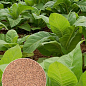 На развес семена Табак курительный "Восточный" ТМ "Весна" цена за 1г