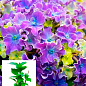 Гортензия крупнолистная 2-х летняя "Curly Sparkle Blue Purple" высота саженца 25-45см