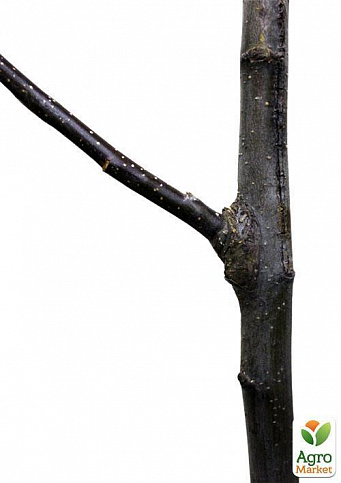 Ексклюзив! Дерево-сад Яблуня "Голден Спур + Кариота 7 + Семеренко" - фото 3