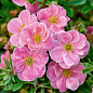 Лапчатка Кустарниковая "Pink Beauty"