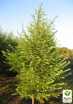 Лиственница европейская 3-х летняя (Larix decidua) С3 высота 40-60см6