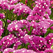 Статиця "Purple Attraction" (кермек, лимоніум, сухоцвіт)