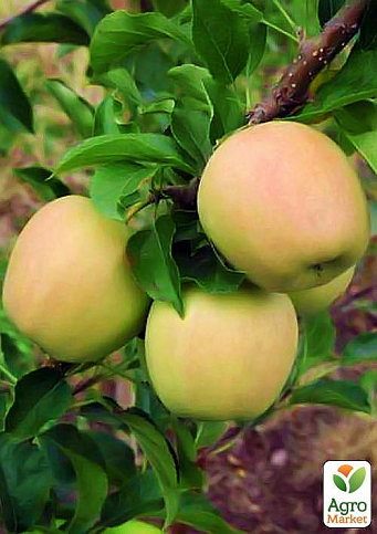 Яблуня "Голден резистент" (зимовий сорт, пізній термін дозрівання)