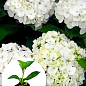 Гортензия крупнолистная "Soeur Therese" вазон Р9