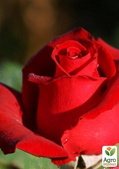 Роза чайно-гібридна "Лавлі ред" (саджанець класу АА +) вищий сорт1