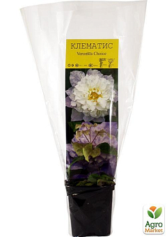 Клематис "Veronica`s choice"15