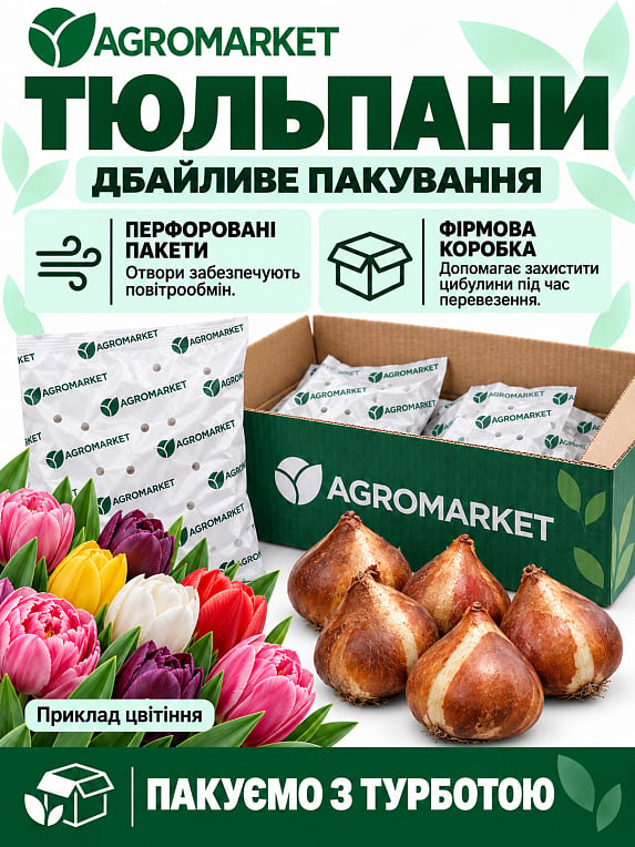 Тюльпан "Kyoko Takahashi"