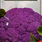 Капуста цветная "Сицилия фиолетовая" ТМ "SeedEra" 0.5г