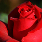 Роза чайно-гибридная "Лавли ред" (саженец класса АА+) высший сорт