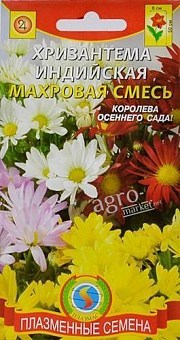 Хризантема индийская махровая ТМ "Плазмас"4