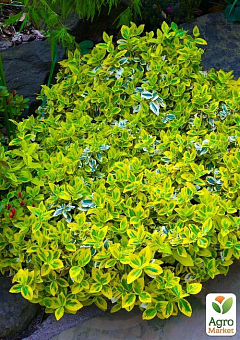 Бересклет Форчун "Emeral Gold"20
