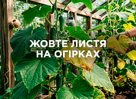 Жовтіє листя огірків: причини та що робити | Agro-market