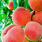 Персик "Мелитопольский Ясный" (крупноплодный сорт, ранний срок созревания) купить