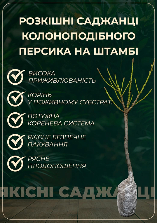 Персик колоновидный на штамбе "Сувенир" возраст от 2-х лет - фото 2
