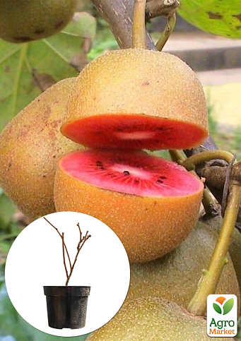 Ківі "Zespri Red" 2х річний саджанець (екзотичний, червоном'ясий фрукт, з цитрусовими нотками)