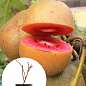 Ківі "Zespri Red" 2х річний саджанець (екзотичний, червоном'ясий фрукт, з цитрусовими нотками)
