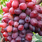 Виноград "Красуня" (ранній термін дозрівання) цена