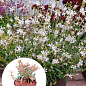 Гаура lindheimeri "Ellura White" (вазон С1.5, эффектный многолетник)