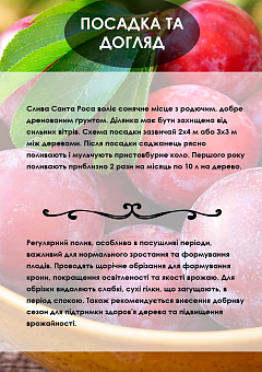 Ексклюзив! Слива "Санта Роса" (Santa Rosa) (преміальний літній сорт, середній термін дозрівання)5