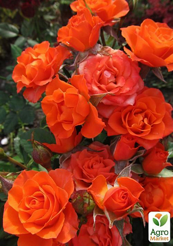 Роза миниатюрная "Оранж микадо" (саженец класса АА+) высший сорт